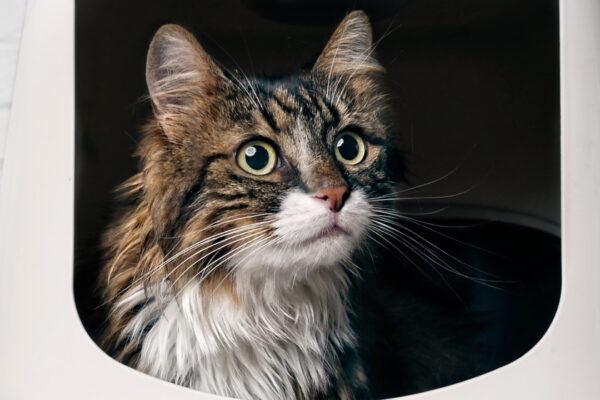 Tanda-tanda dan Penyebab FLUTD pada Kucing: Mengenali Gejala Awal untuk Pencegahan yang Lebih Baik